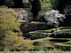 棚田の麗人