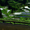 田植え待つ棚田