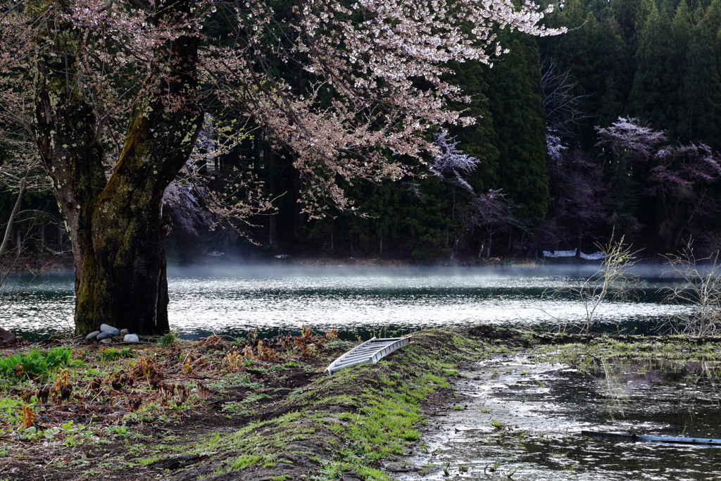 朝桜