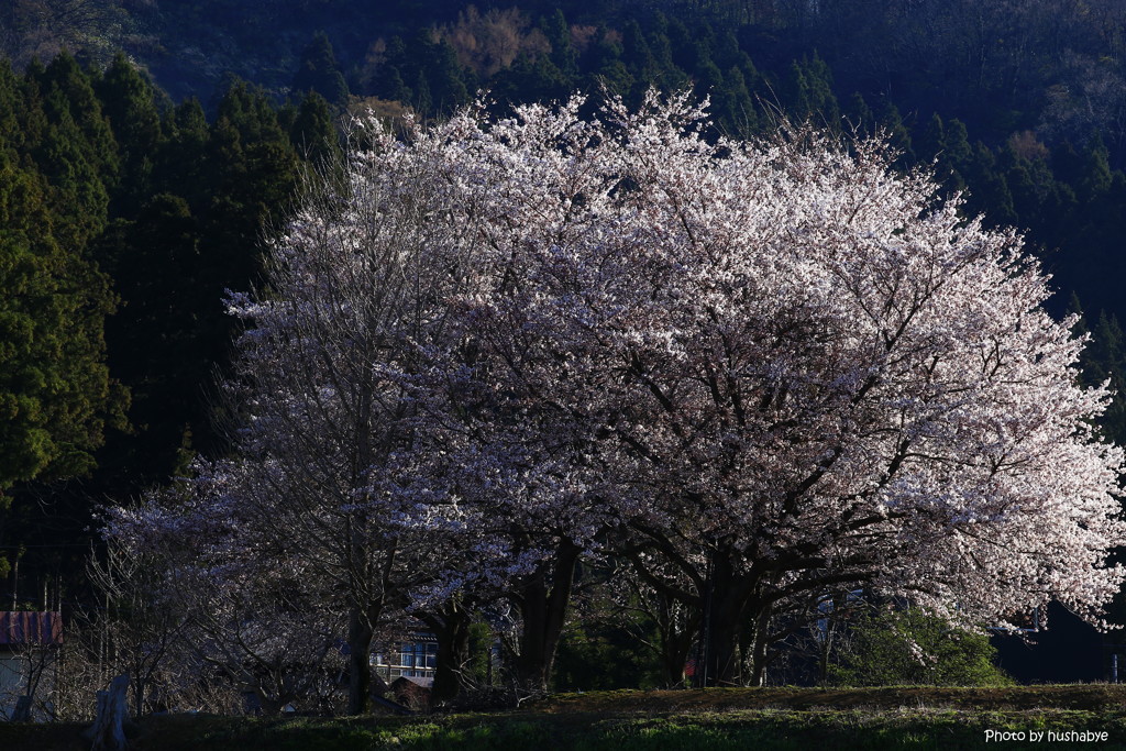 花冷えの朝に