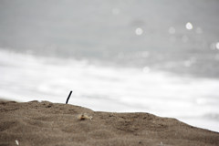海