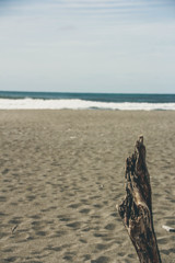 流木