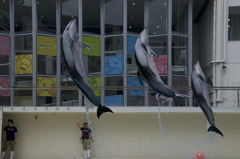 伊豆・三津シーパラダイス