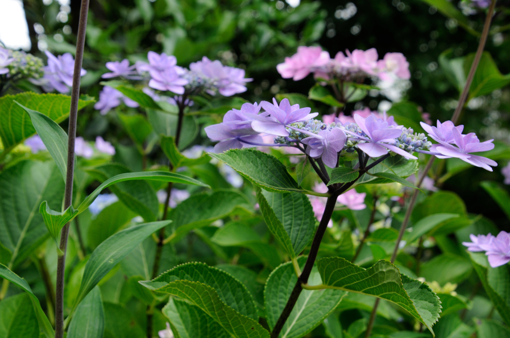 アジサイ