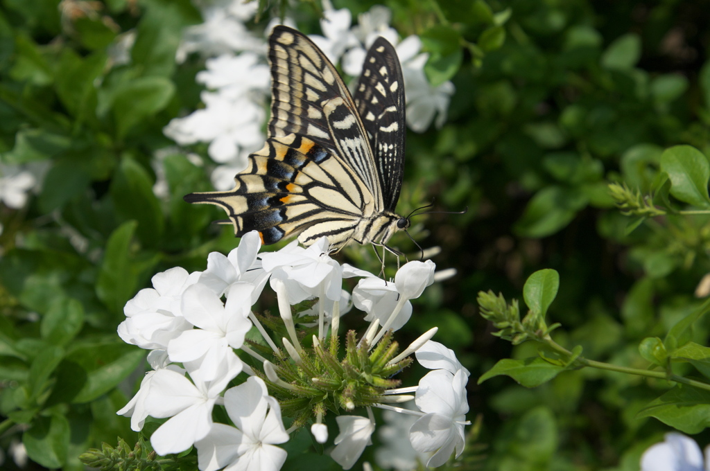 アゲハチョウ・ルリマツリ