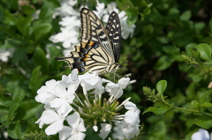 アゲハチョウ・ルリマツリ