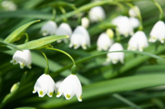 スノーフレーク