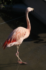 日本平動物園・フラミンゴ