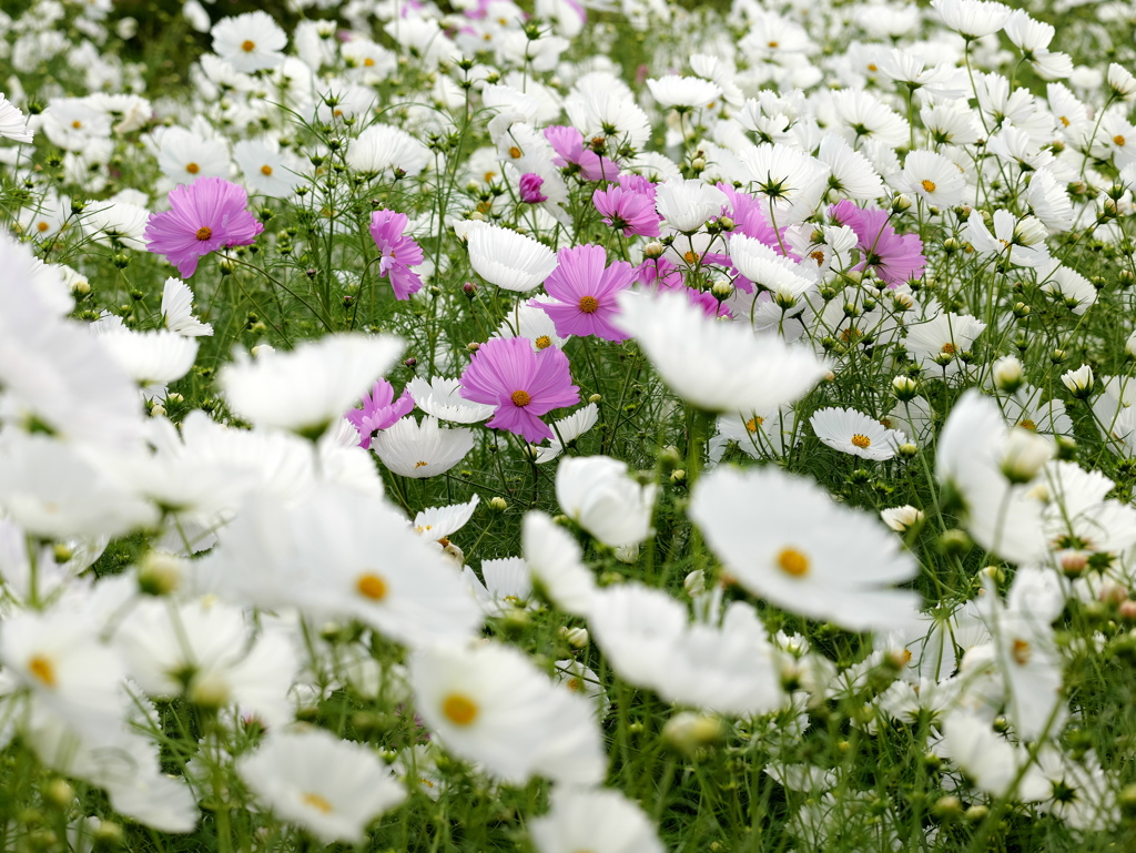世羅高原の森_4