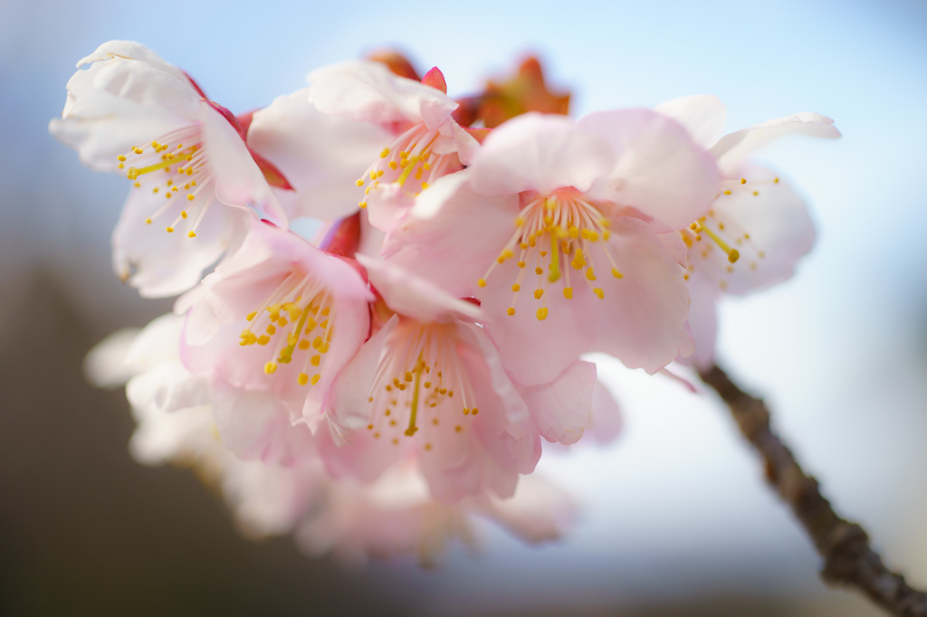 河津桜