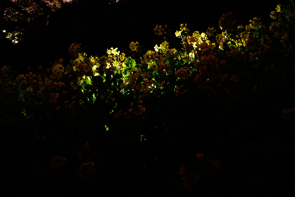 菜の花　ライトアップ