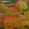 京都の紅葉③