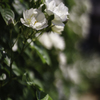 薔薇