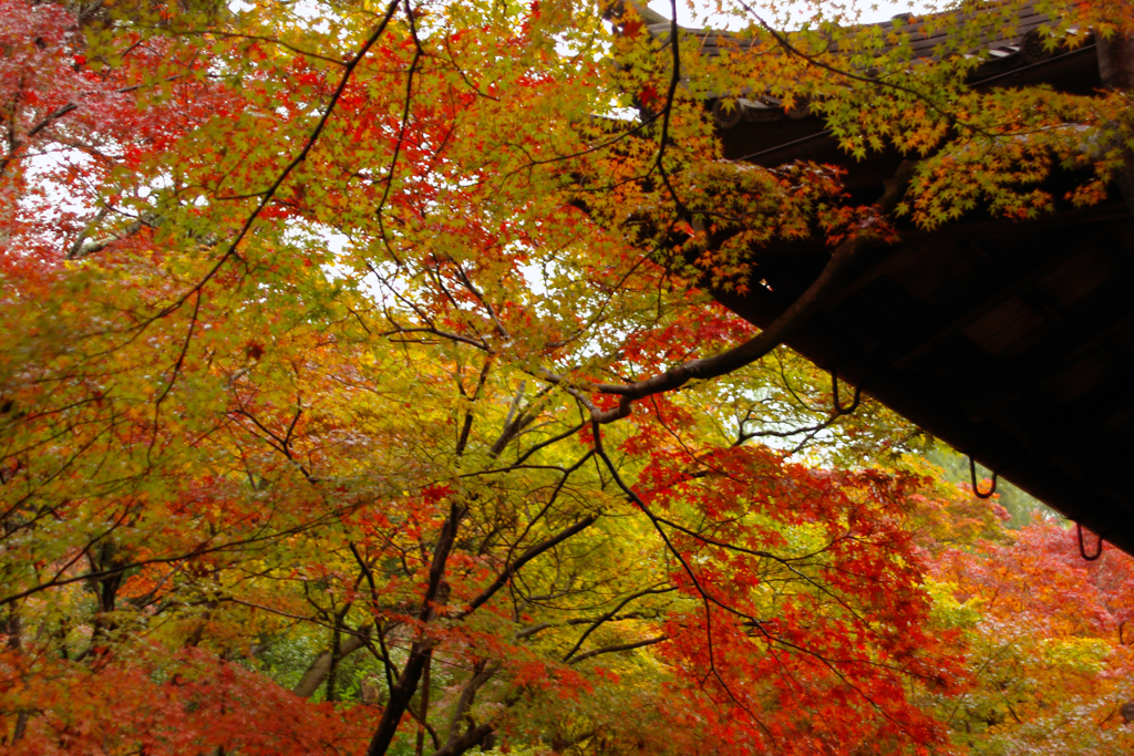 京都の紅葉②