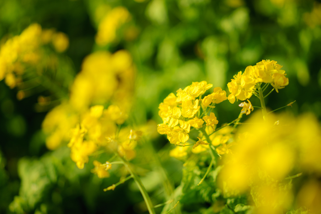 菜の花