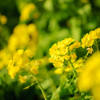 菜の花