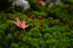 落葉 -緑の絨毯-