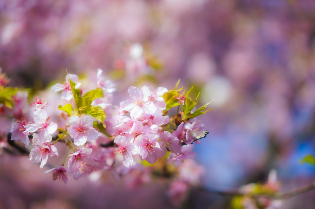 河津桜