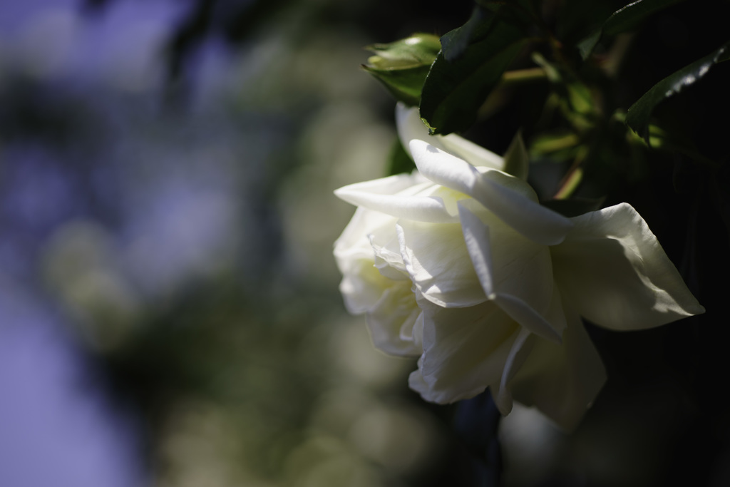 薔薇