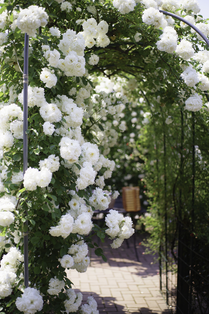 薔薇の庭園 By クロノ Id 写真共有サイト Photohito