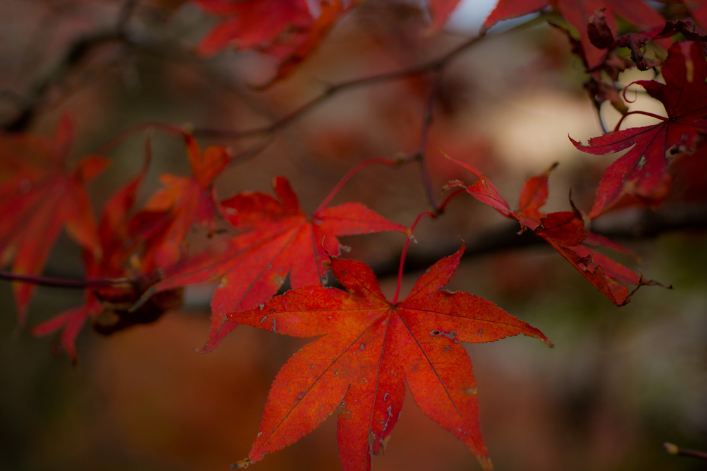 紅色世界