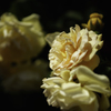 薔薇