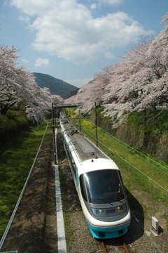 桜とロマンスカー