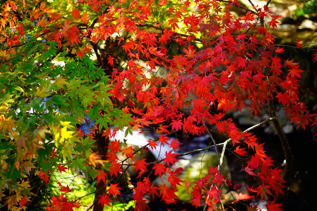 紅葉2015-10