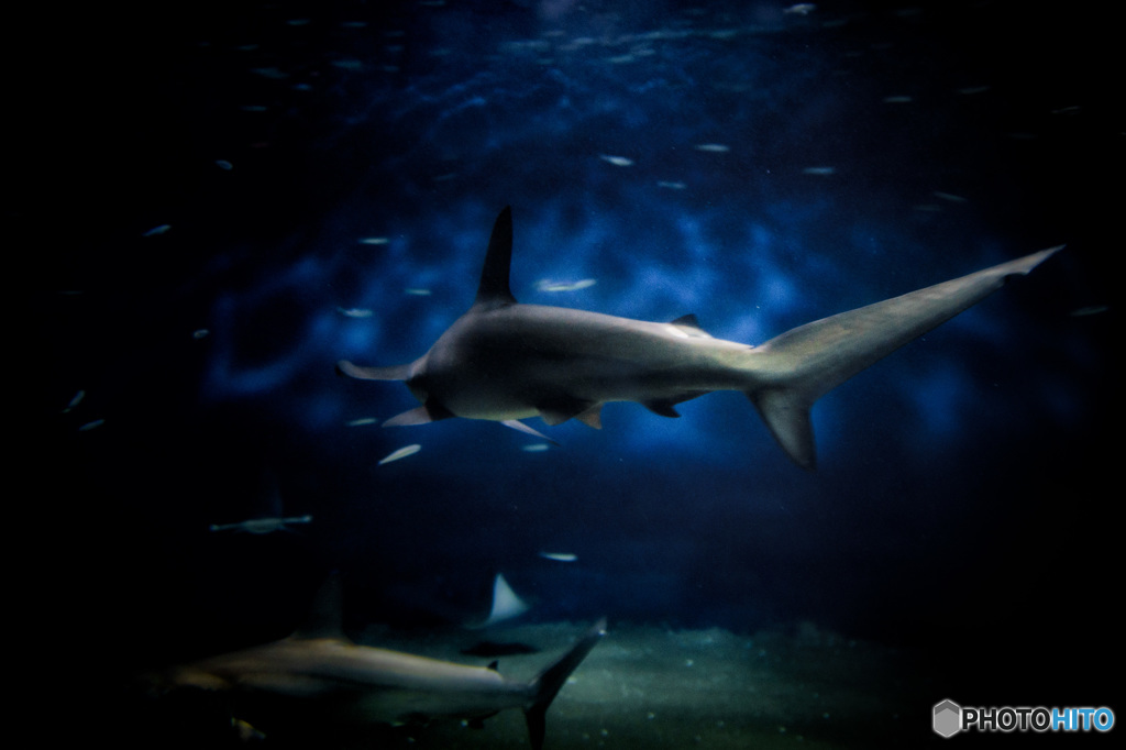 Shark