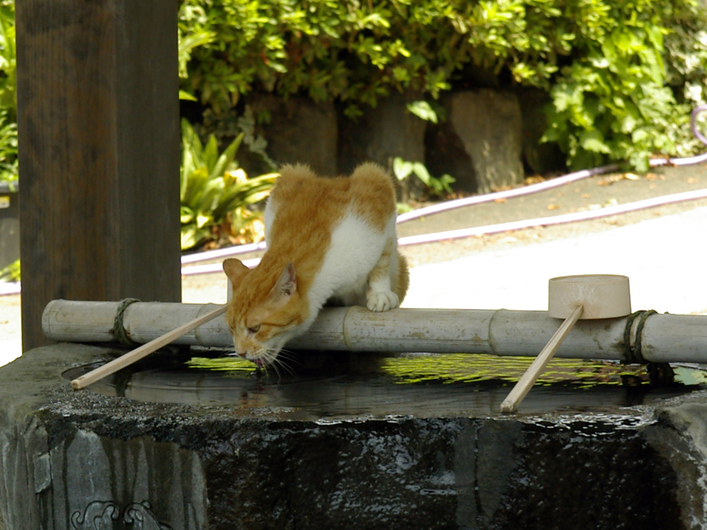 水呑み