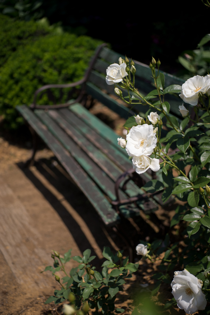 薔薇の庭園