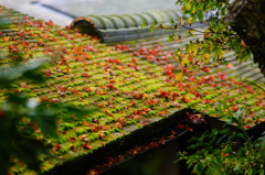 屋根の落ち葉