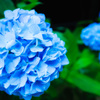 紫陽花 -2016-