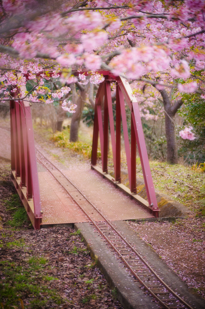 桜ノ路　参