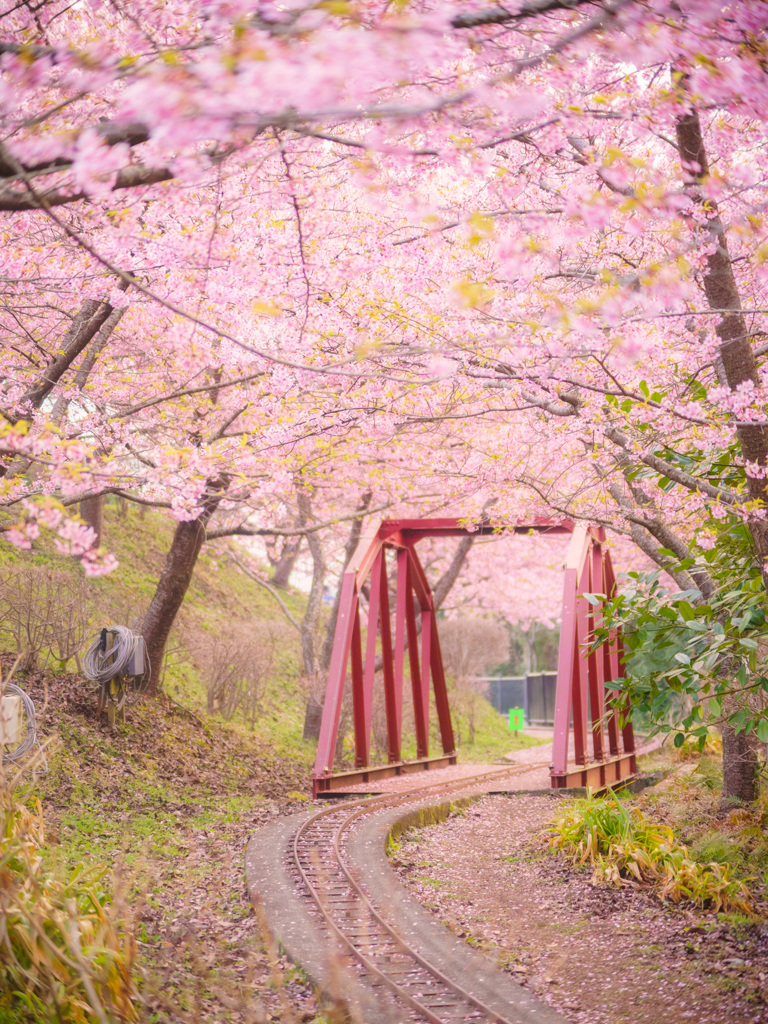 桜ノ路　壱