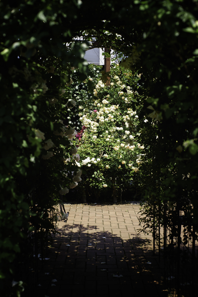 薔薇の庭園