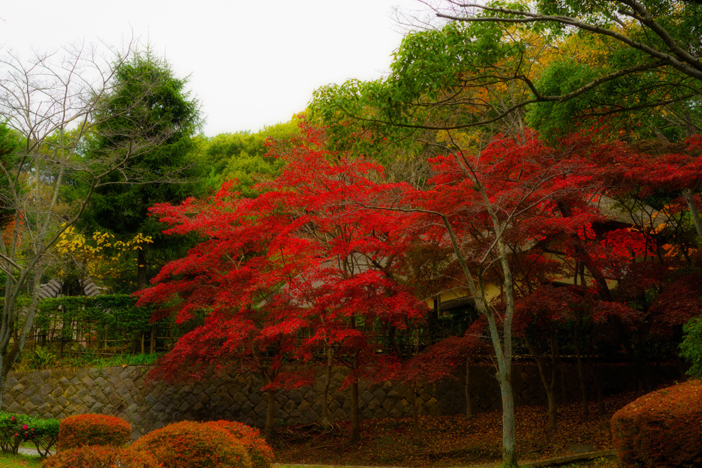 紅葉2015-6