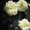 薔薇
