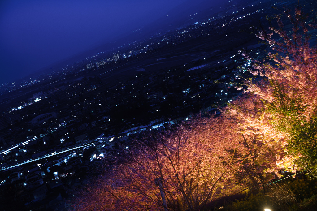天空の夜桜