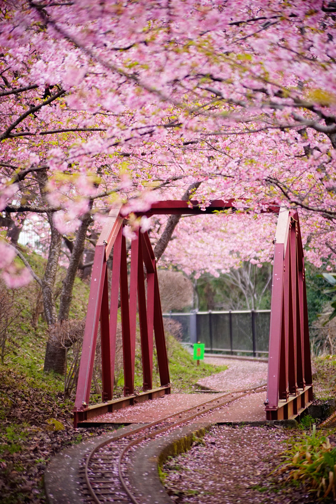 桜ノ路　弐