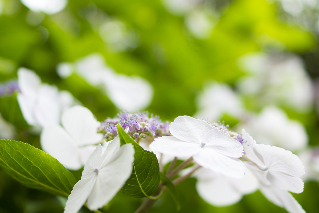 紫陽花