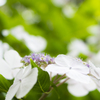 紫陽花