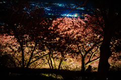 天空の夜桜