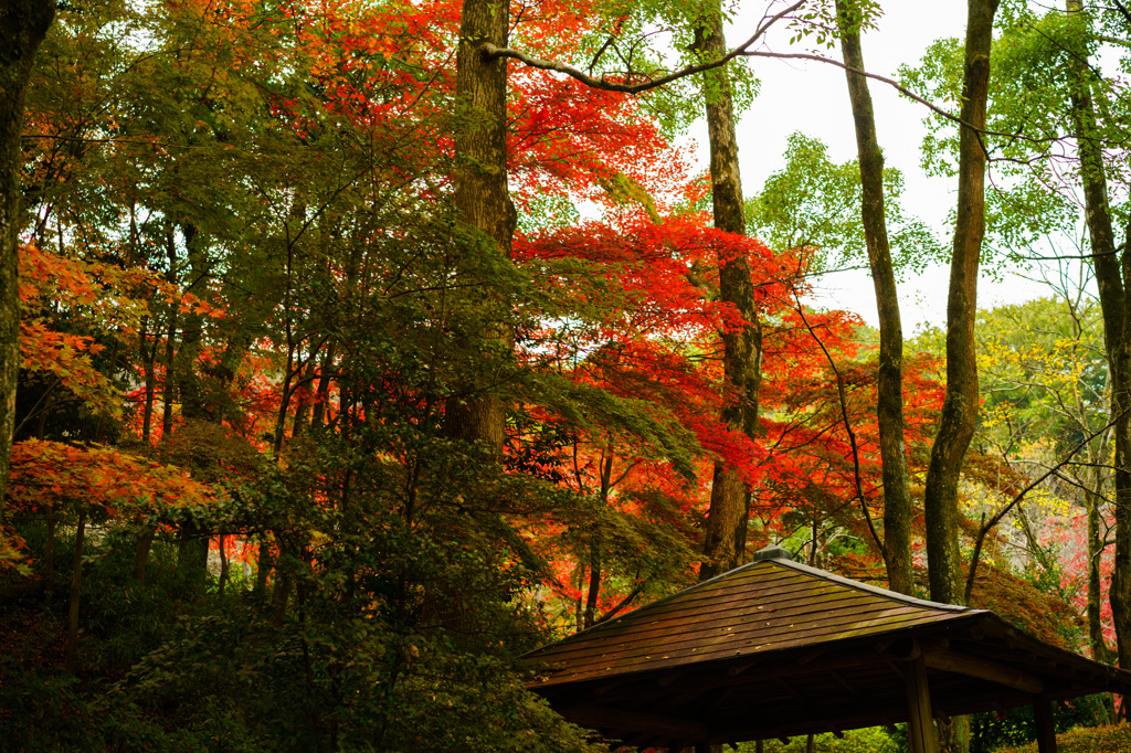 紅葉2015-9