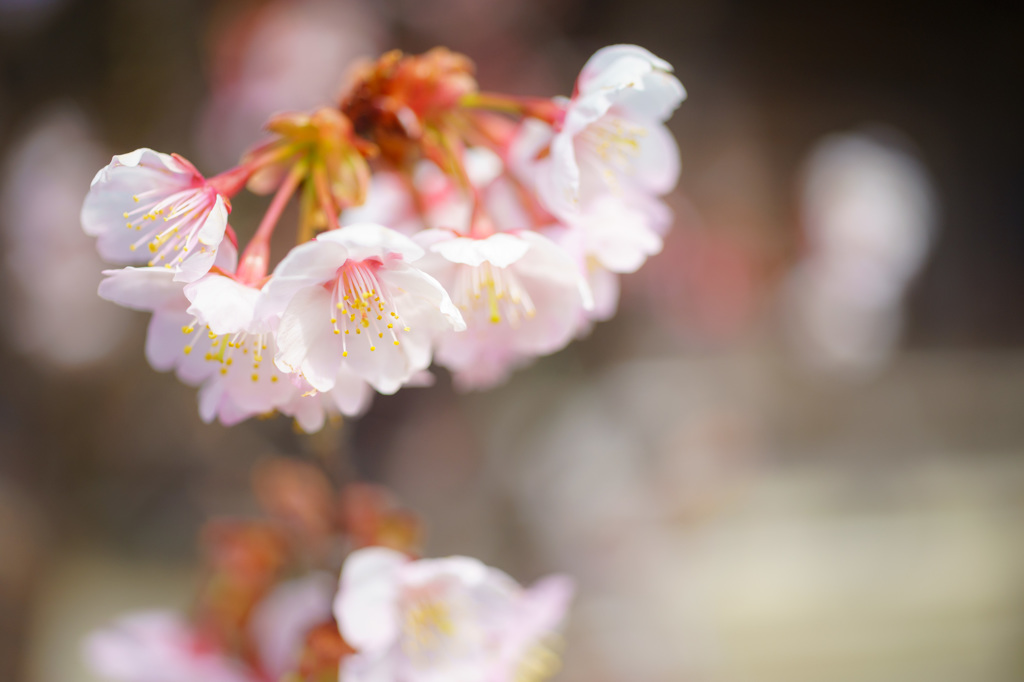 河津桜