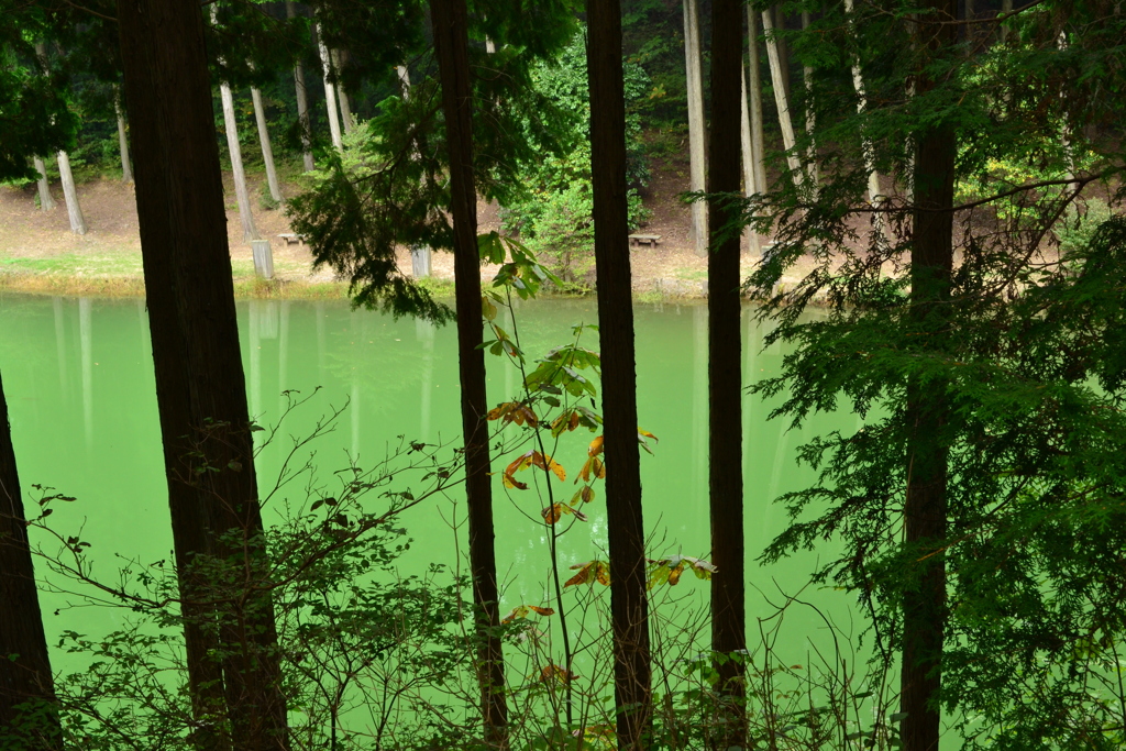 翠色の池