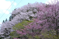 里山の桜