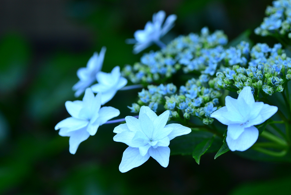 墨田の花火