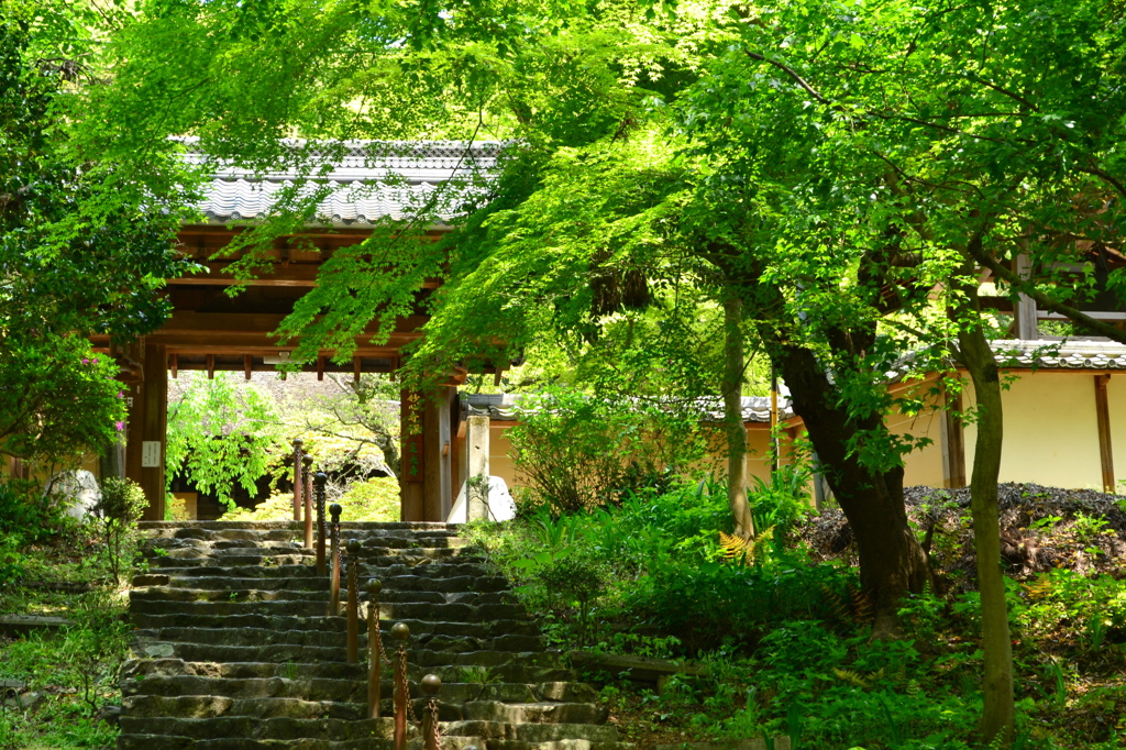 新緑の定光寺山門