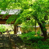 新緑の定光寺山門